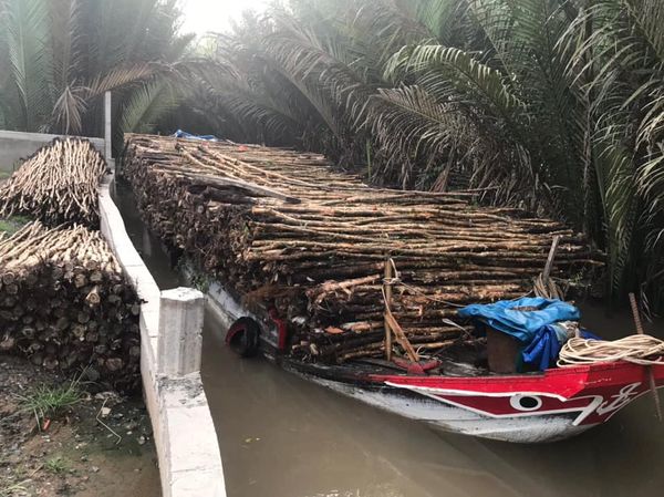  CỪ TRÀM BẾN TRE VŨ MƠ