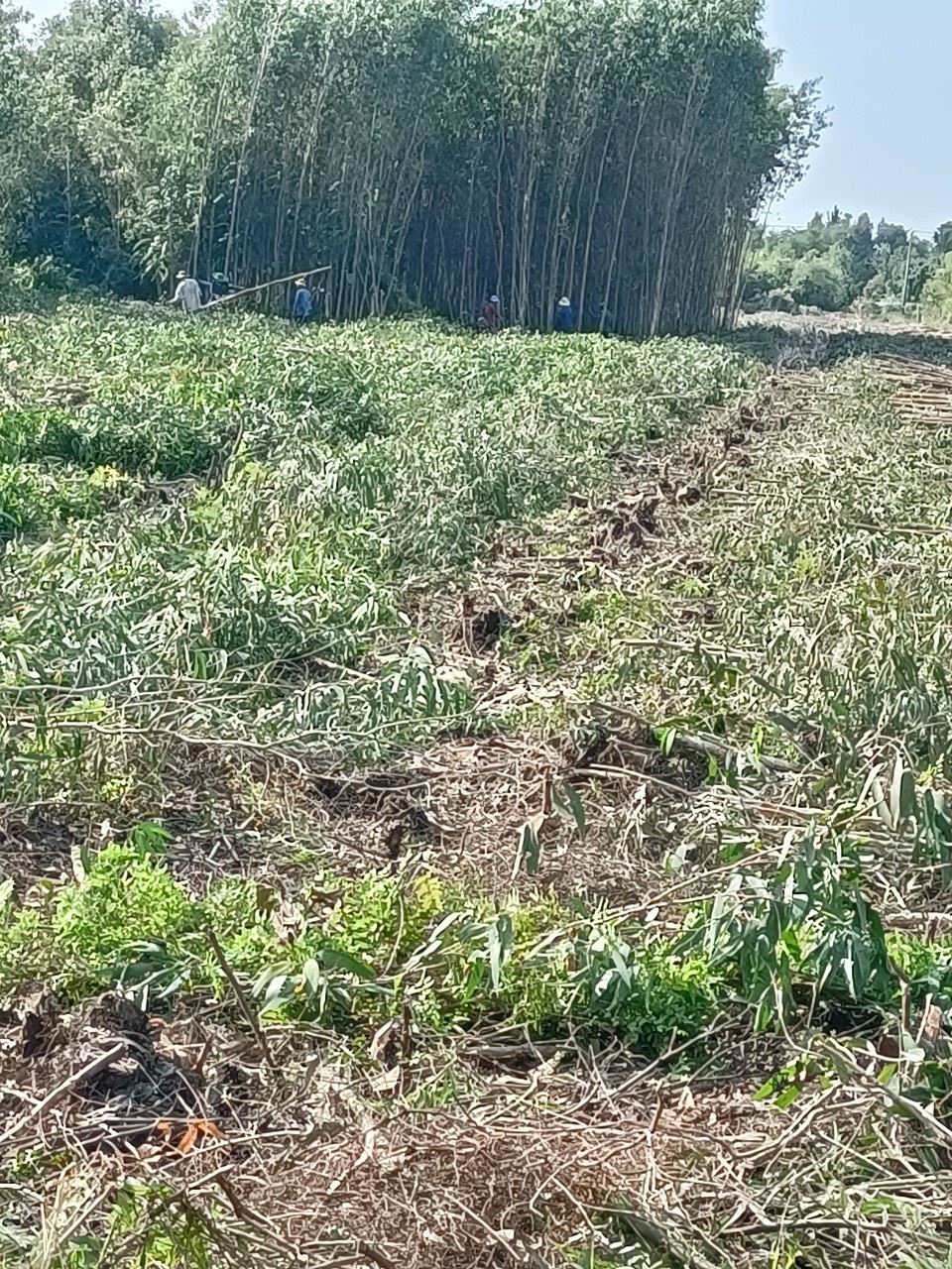  CỪ TRÀM BẾN TRE VŨ MƠ