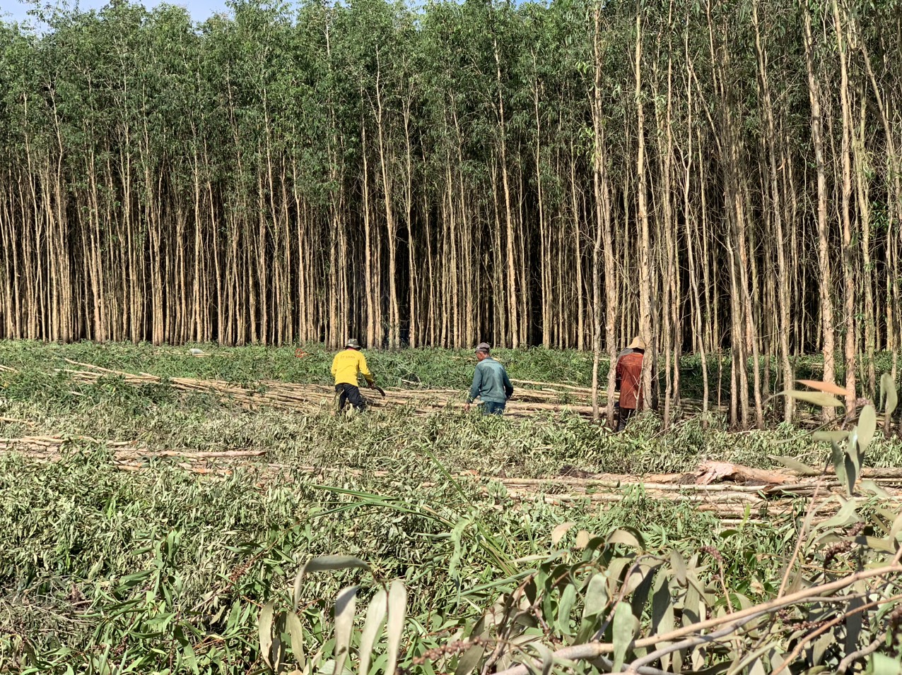  CỪ TRÀM BẾN TRE VŨ MƠ