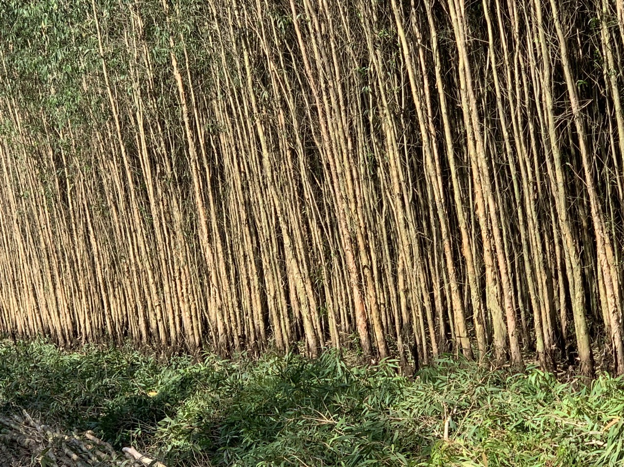  CỪ TRÀM BẾN TRE VŨ MƠ