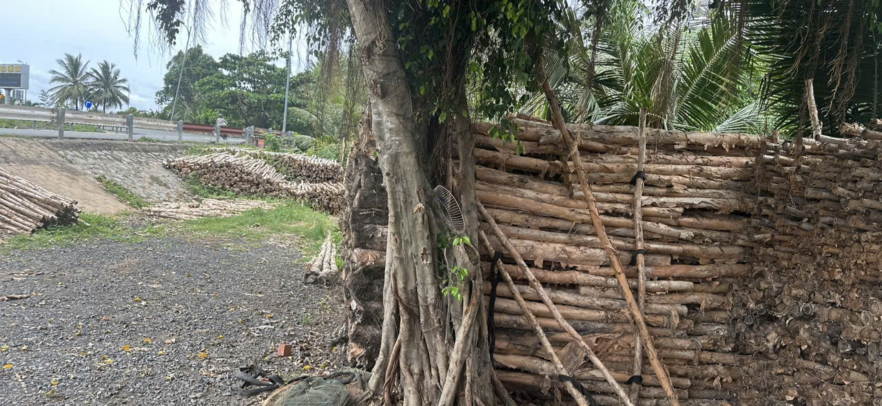  CỪ TRÀM BẾN TRE VŨ MƠ