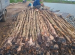 Vựa Cừ Tràm Vũ Mơ là đơn vị cung cấp bán cừ tràm đóng giá rẻ