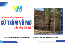 Tại sao nên chọn mua cừ tràm Vũ Mơ tại vựa Bến Tre cho nền đất yếu? 