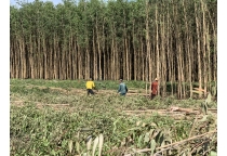 Một Ngày Khai Thác Cừ Tràm Giao cho khách