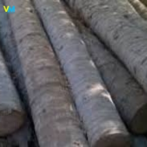 CỪ DỪA 3