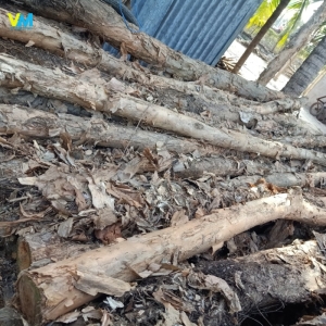 CỪ LOẠI 5