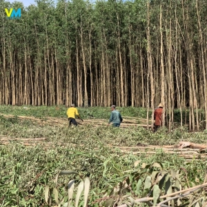 CỪ TRÀM GIÁ SỈ