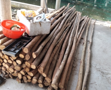 ỨNG DỤNG CỪ TRÀM VÀO XÂY DỰNG