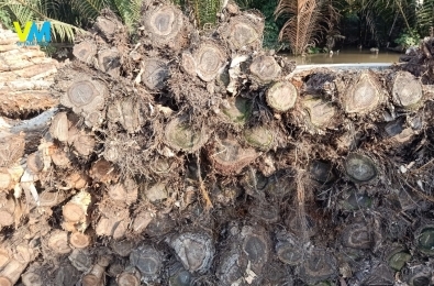 SỈ LẺ CỪ TRÀM
