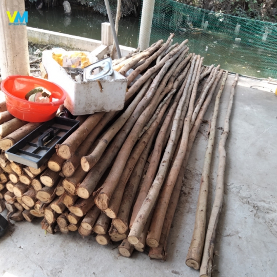 Cừ bạch đàn 4 phân