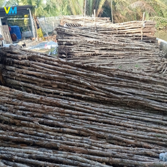 CỪ LOẠI 2