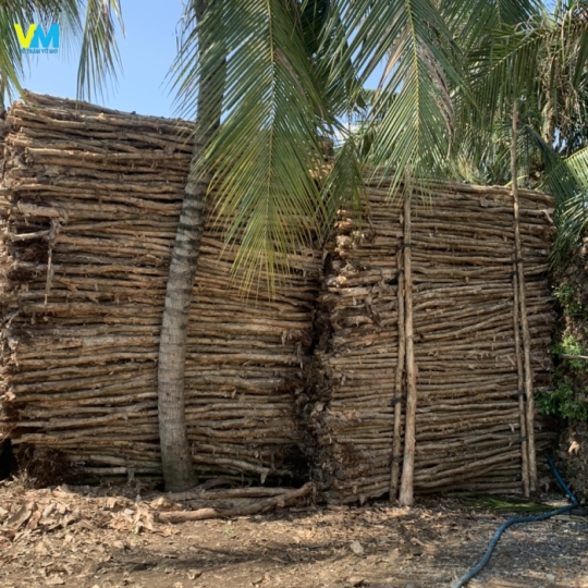 CỪ TRÀM GIÁ RẺ BẾN TRE