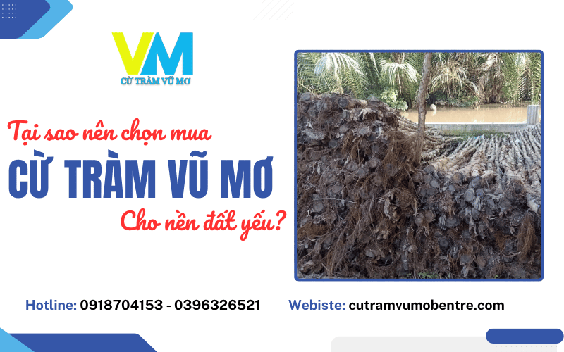 cừ tràm Vũ Mơ