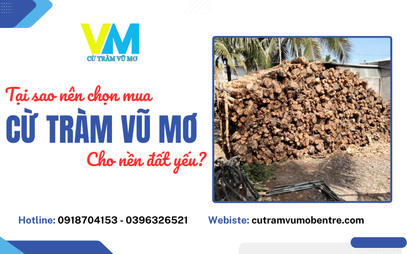cừ tràm Vũ Mơ