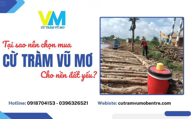 cừ tràm Vũ Mơ