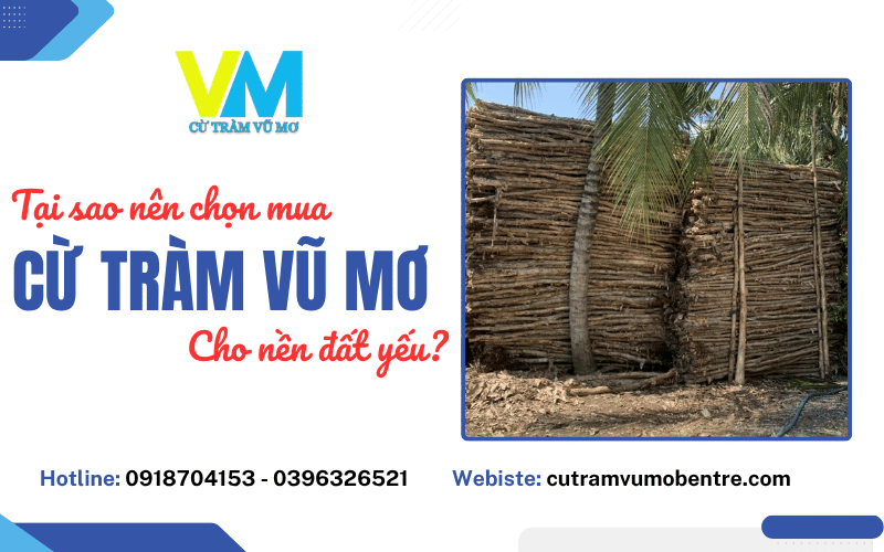 cừ tràm Vũ Mơ