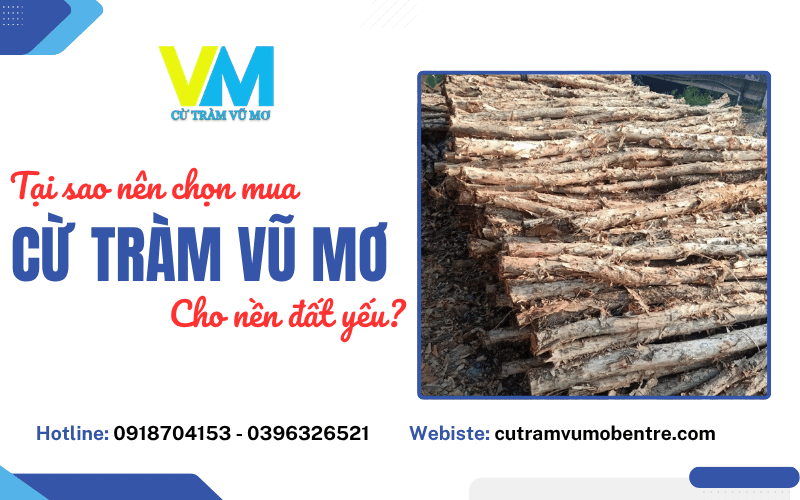 cừ tràm Vũ Mơ