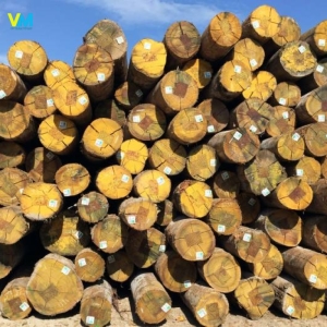 CỪ BẠCH ĐÀN 4