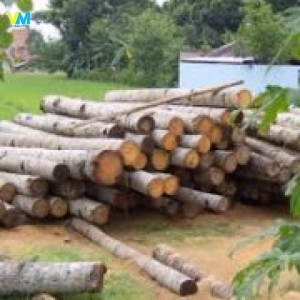 CỪ DỪA 4